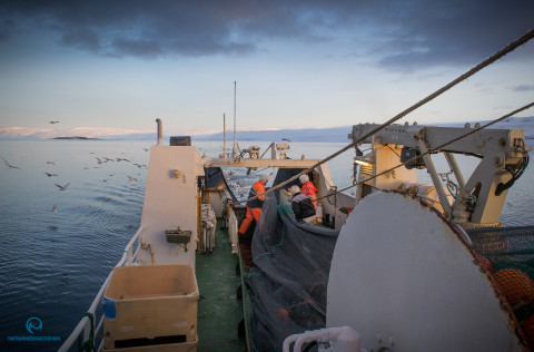 Alvarleg staða rækjustofnsins í Ísafjarðardjúpi