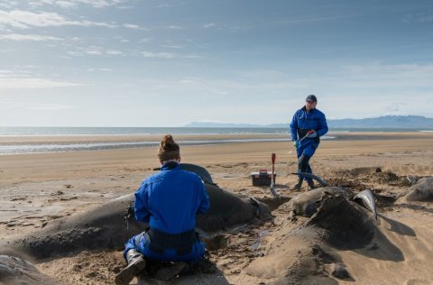 Ljósm. Svanhildur Egilsdóttir