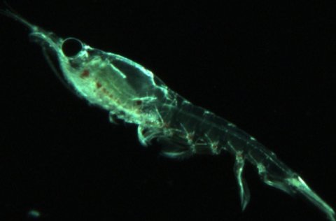 Ljósátutegundin agga. Mynd tekin með svifsjá.