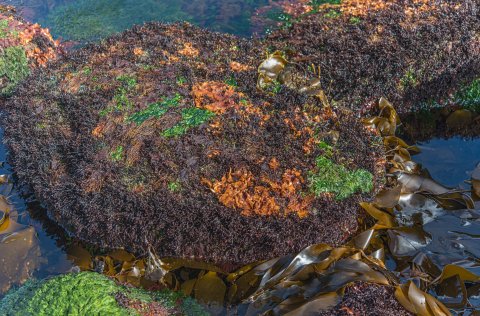 Schizymenia jonssonii growing in the lower intertidal zone on the Reykjanes peninsula, SW Iceland.
…