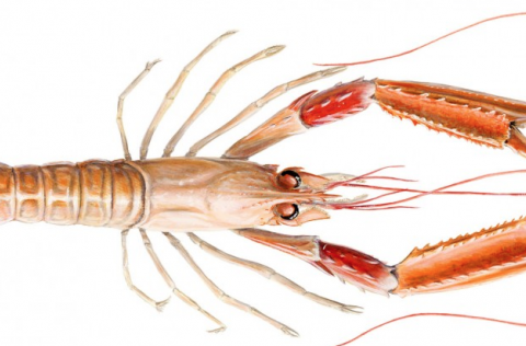 Lokun veiðisvæða í Jökuldýpi vegna atferlisrannsókna á humri