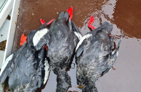 Teistur sem veiddust í grásleppunet.