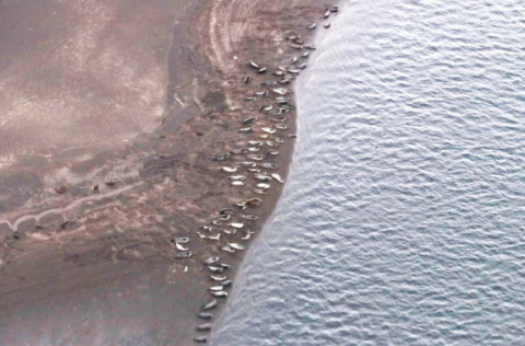 Mynd: Selasetur Íslands