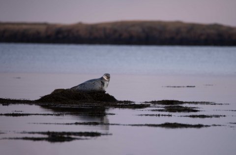 Landselur. Ljósm. Svanhildur Egilsdóttir.