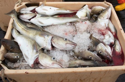 Þorskur úr löndun í Grímsey. Mynd: Shutterstock.