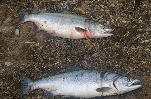 Hnúðlax, l. Oncorhynchus gorbuscha (Shutterstock)