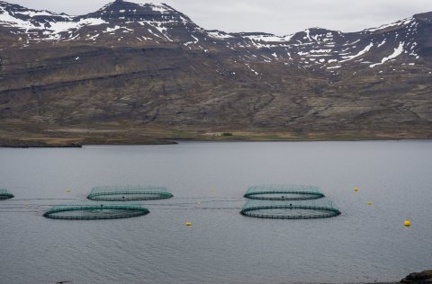 Sérfræðingur óskast á sviði umhverfisáhrifa sjókvíaeldis