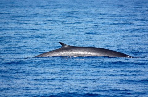 Ráðgjöf um veiðar á langreyðum
