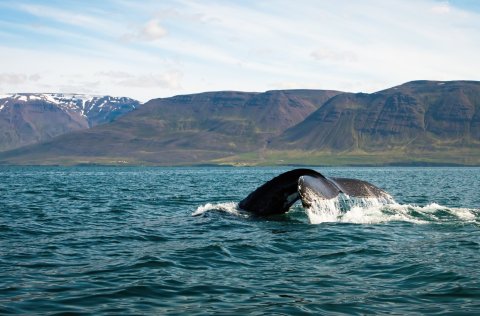 Hnúfubakur við Íslandsstrendur.