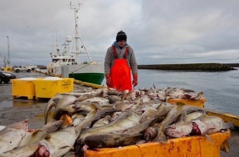 Fiskveiðar í Grindavík / Shutterstock