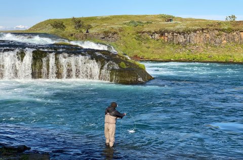 Bráðabirgðatölur fyrir stangveiði á laxi sumarið 2026