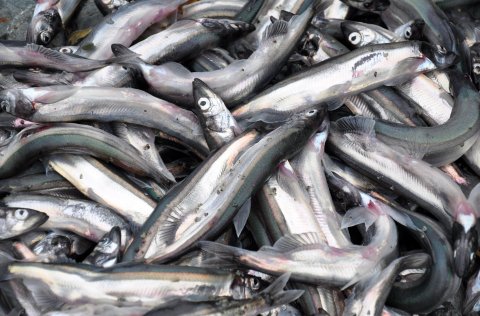 Loðnu varð vart eftir allri landsgrunnbrúninni að Kolbeinseyjarhrygg og vestur fyrir hann þar sem þé&hellip;