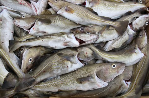 Um aflareglur og mat á jafnstöðuafla þorsks