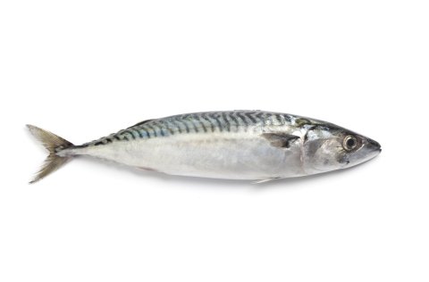 Makríll / Shutterstock