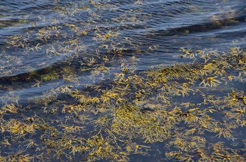Commercial seaweed harvesting may affect coastal fish communities
