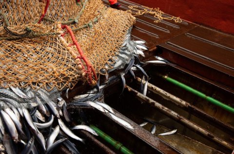 Ljósm. Hafrannsóknastofnun