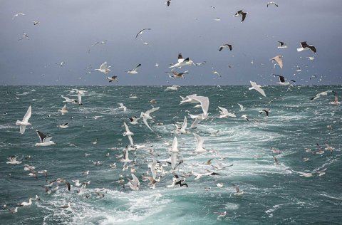 Ljósm. Svanhildur Egilsdóttir.