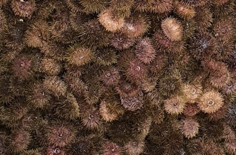 Skollakoppur mismunandi að lit.