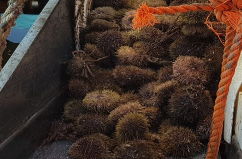 Ljósm. Hafrannsóknastofnun