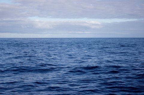 Hitastig sjávar á heimsvísu hefur aldrei mælst hærra