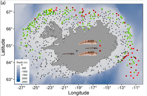 When examining the stomach contents of spotted wolffish, reported in a new article published in Jour…