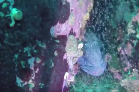 Einstakar myndir af klaki á steinbítslirfum