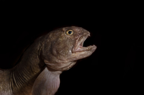 Frjósemi steinbíts við Ísland rannsökuð