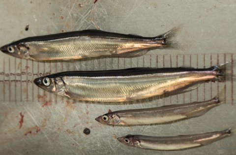 Ljósm. Svanhildur Egilsdóttir.