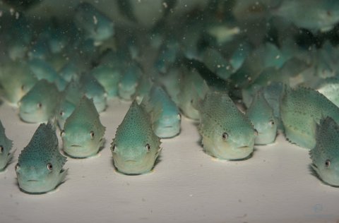 Ljósm. Svanhildur Egilsdóttir