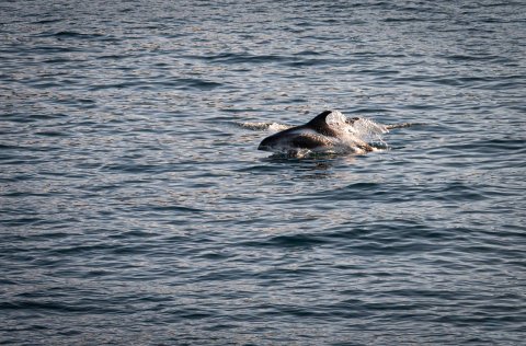 Ljósm. Svanhildur Egilsdóttir.