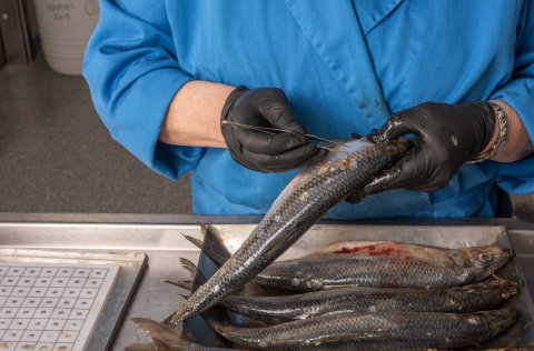 Mynd: Svanhildur Egilsdóttir