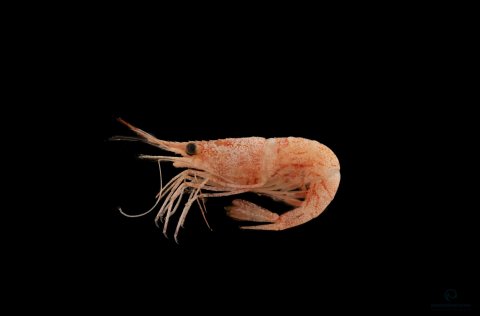 Rækja. Ljósm. Svanhildur Egilsdóttir