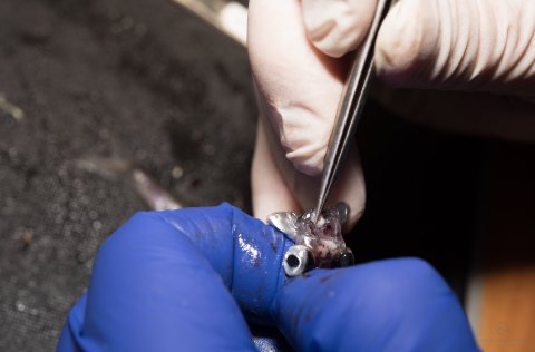 Ljósm. Svanhildur Egilsdóttir.