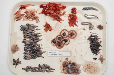 Ljósm. Svanhildur Egilsdóttir