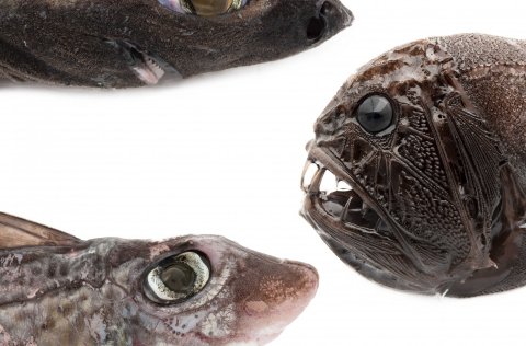 Loðháfur, bjúgtanni og geirnyt. Mynd: Svanhildur Egilsdóttir