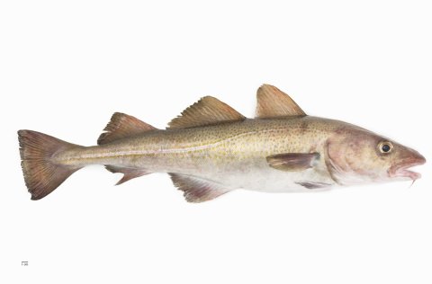 Þorskur (Gadus morhua). Mynd: Svanhildur Egilsdóttir