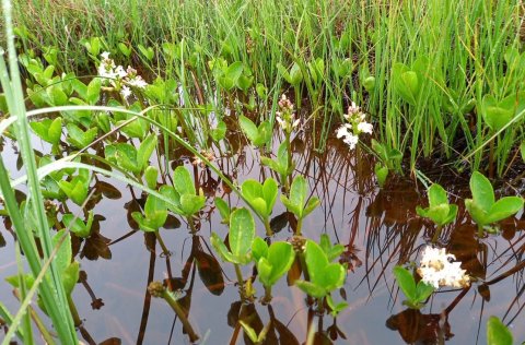 Ljósm. Jóhannes Guðbrandsson.