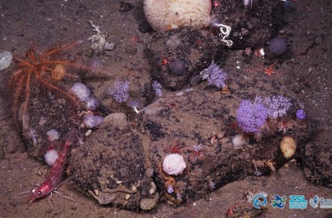 Mynd af sjávarbotni, úr safni Hafrannsóknastofnunar.