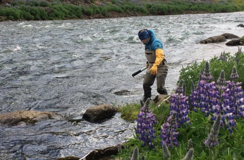 Ragnhildur Þ. Magnúsdóttir, líffræðingur við störf í Norðurá. Ljósm. Eydís S. Eiríksdóttir.
