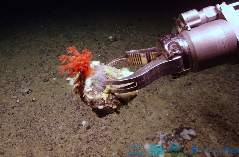 Griparmur á Ægi 6000 með “sveppakóral” (Anthomastinae)