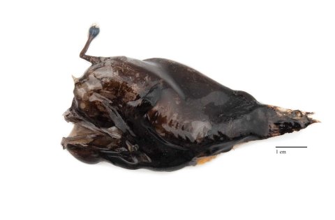 Þverhyrna (Lophodolos acanthognadus). Mynd: Svanhildur Egilsdóttir.