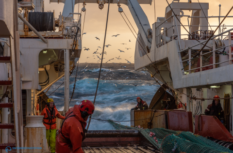 Skýrsla um helstu niðurstöður stofnmælingar botnfiska að haustlagi komin út