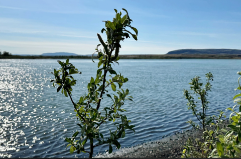 Vatnalíf verður íslenskt heiti LIFE Icewater
